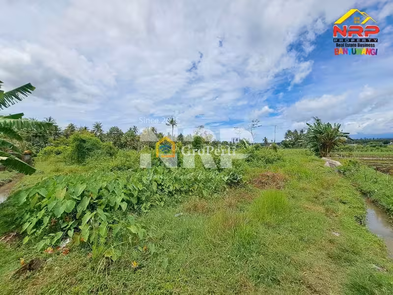 DIJUAL TANAH 1 HEKTAR DI KALIREJO BANYUWANGI - 4