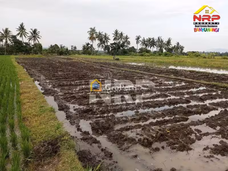 Dijual Tanah sawah pinggir jalan  di kabupaten banyuwangi, Jawa Timur kabat - 3