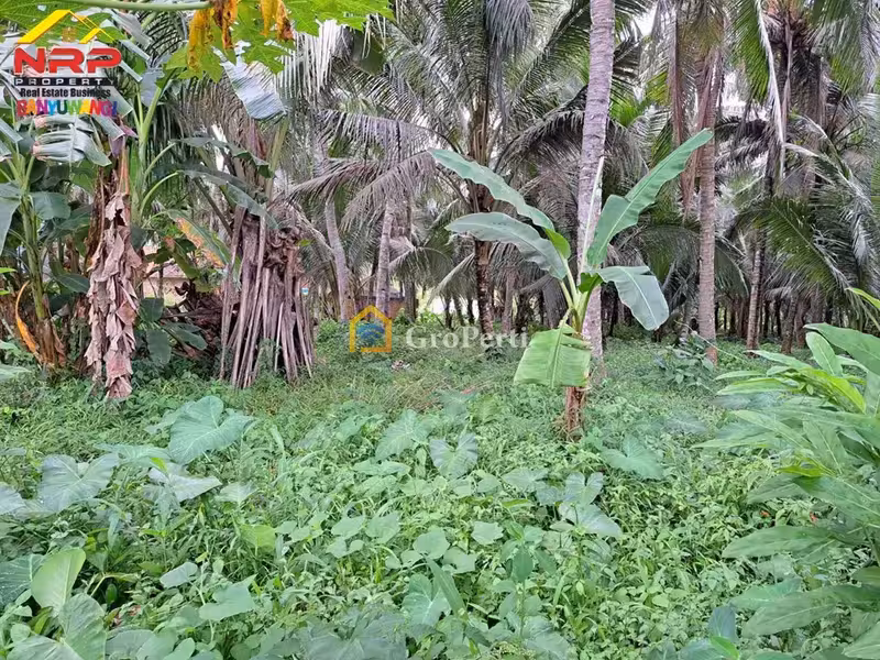 Dijual Tanah Luas 7.112 m² Dekat Jalan Provinsi Dadapan Banyuwangi Cocok untuk Perumahan & Investasi - 5