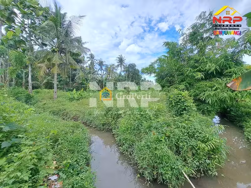 DIJUAL TANAH 1 HEKTAR DI KALIREJO BANYUWANGI - 5