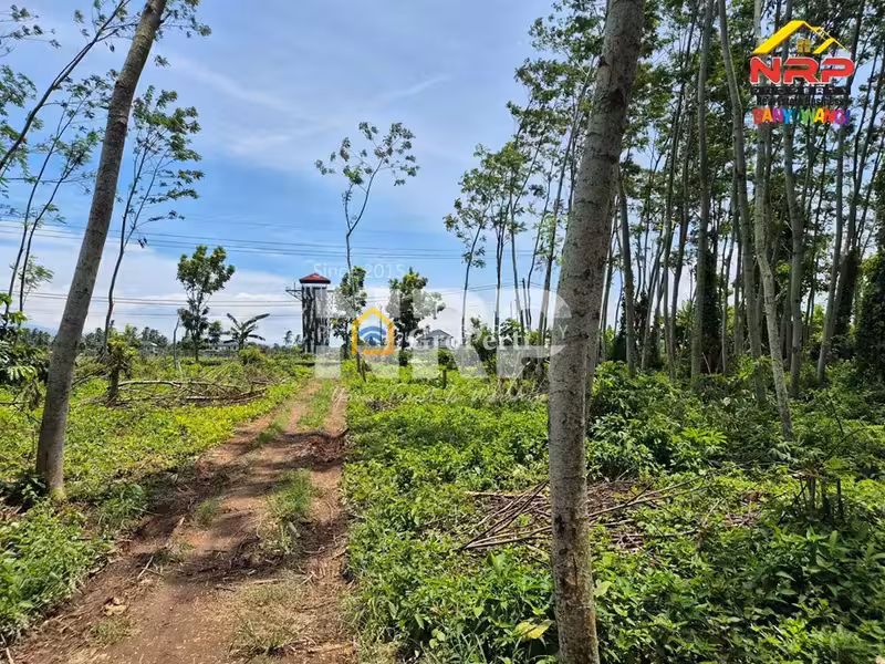Tanah Murah Dijual 3 Hektar di Pakistaji Banyuwangi – SHM, Lokasi Strategis - 5