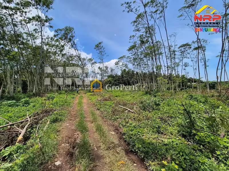 Tanah Murah Dijual 3 Hektar di Pakistaji Banyuwangi – SHM, Lokasi Strategis - 3
