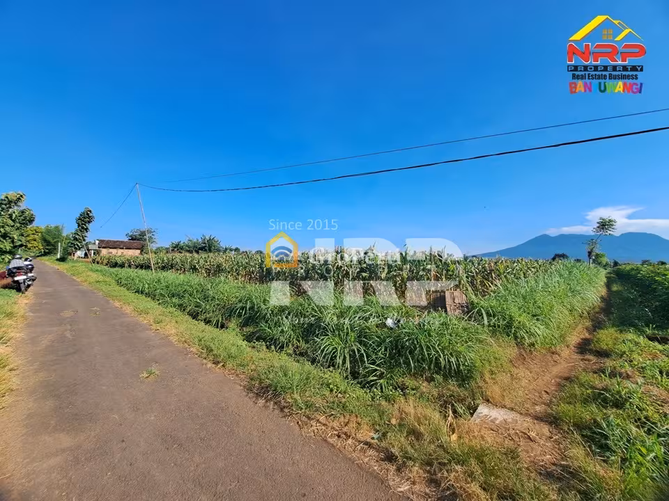 Tanah Murah Wongsorejo Banyuwangi 2M Nego Luas 2,3 Ha SHM Akses Aspal - 4