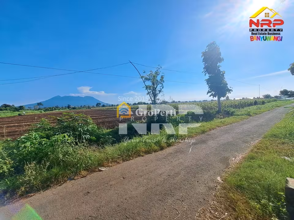 Tanah Murah Wongsorejo Banyuwangi 2M Nego Luas 2,3 Ha SHM Akses Aspal - 3