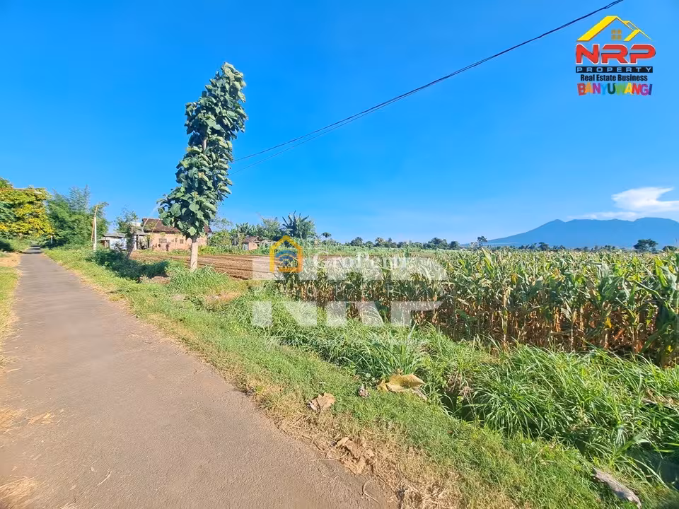 Tanah Murah Wongsorejo Banyuwangi 2M Nego Luas 2,3 Ha SHM Akses Aspal - 2